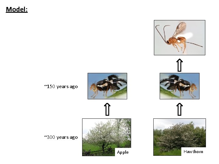 Model: ~150 years ago ~300 years ago Apple Hawthorn 