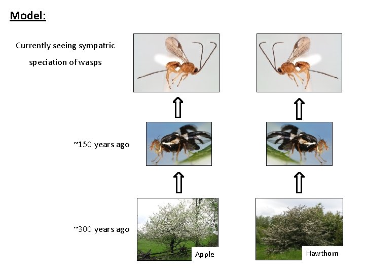 Model: Currently seeing sympatric speciation of wasps ~150 years ago ~300 years ago Apple