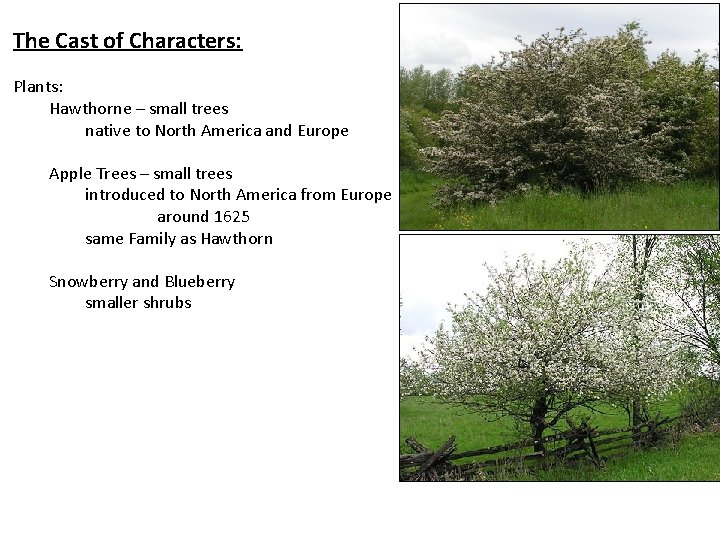 The Cast of Characters: Plants: Hawthorne – small trees native to North America and
