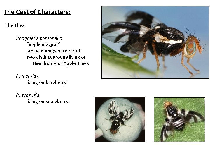 The Cast of Characters: The Flies: Rhagoletis pomonella “apple maggot” larvae damages tree fruit