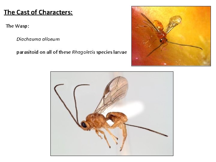 The Cast of Characters: The Wasp: Diachasma alloeum parasitoid on all of these Rhagoletis