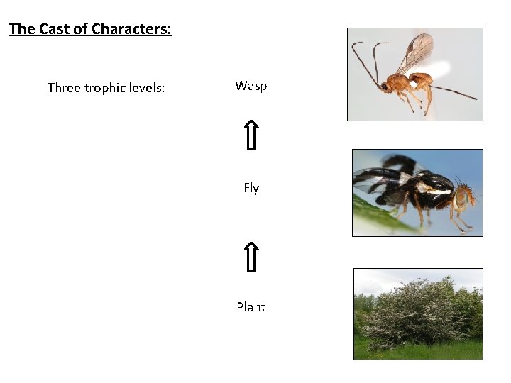 The Cast of Characters: Three trophic levels: Wasp Fly Plant 