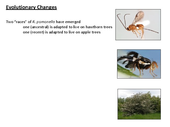 Evolutionary Changes Two “races” of R. pomonella have emerged one (ancestral) is adapted to