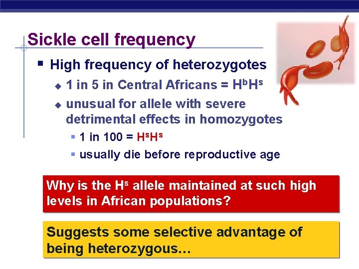 Sickle cell frequency § High frequency of heterozygotes 1 in 5 in Central Africans