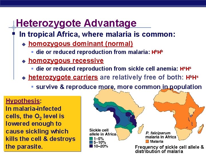 Heterozygote Advantage § In tropical Africa, where malaria is common: u homozygous dominant (normal)