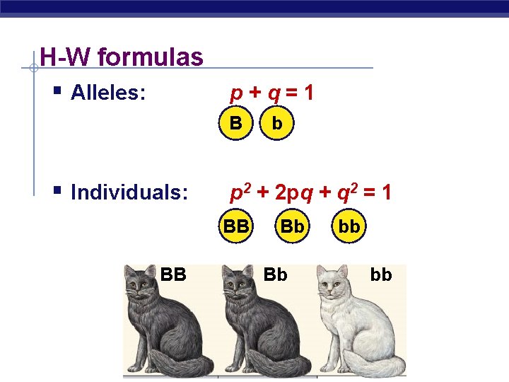 H-W formulas § Alleles: p+q=1 B § Individuals: p 2 + 2 pq +