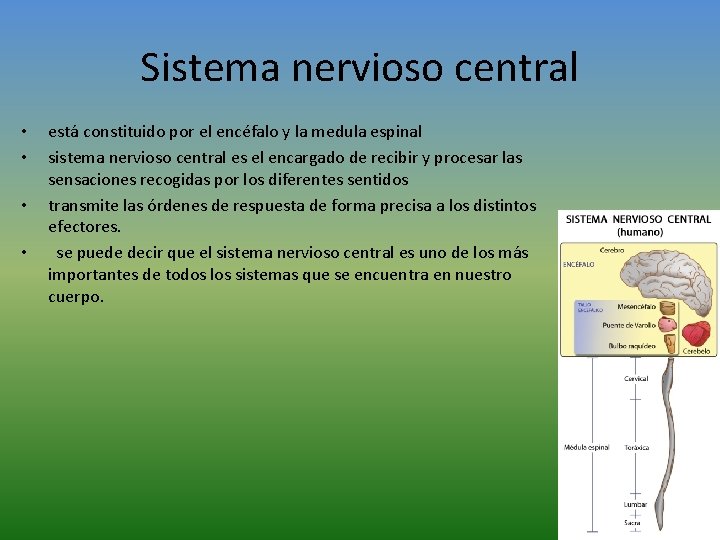 Sistema nervioso central • • está constituido por el encéfalo y la medula espinal