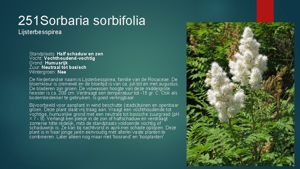 251 Sorbaria sorbifolia Lijsterbesspirea Standplaats: Half schaduw en zon Vocht: Vochthoudend-vochtig Grond: Humusrijk Zuur: