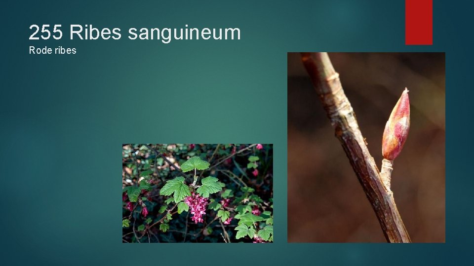 255 Ribes sanguineum Rode ribes 