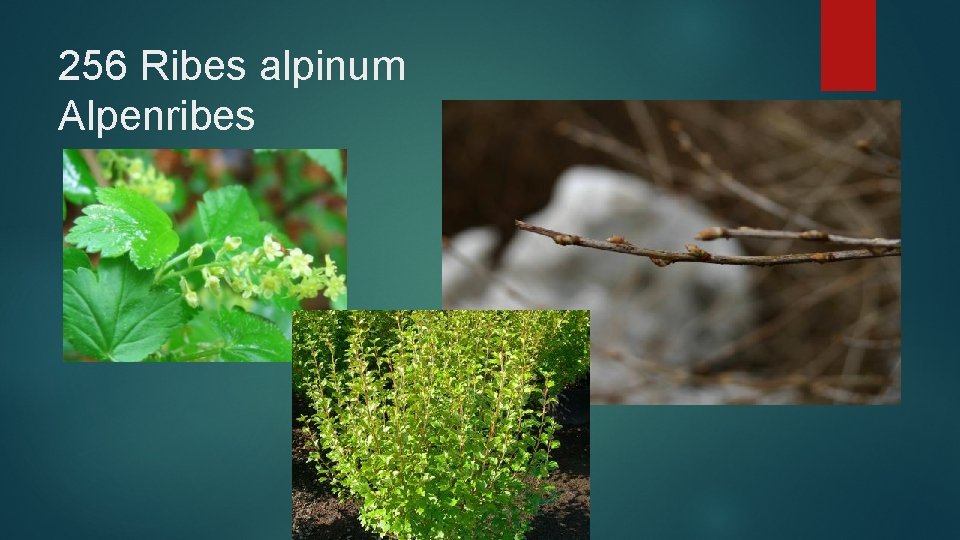 256 Ribes alpinum Alpenribes 