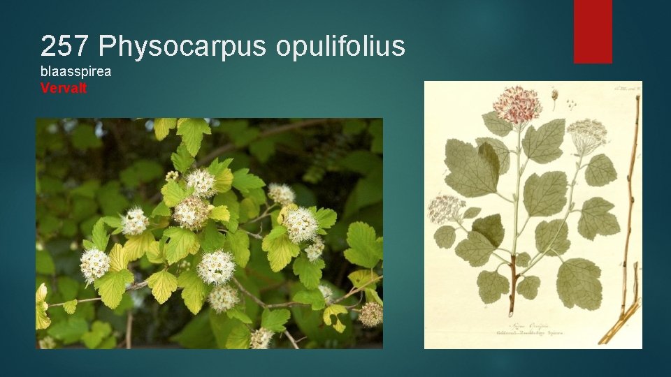 257 Physocarpus opulifolius blaasspirea Vervalt 