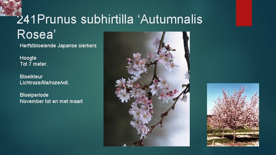 241 Prunus subhirtilla ‘Autumnalis Rosea’ Herfstbloeiende Japanse sierkers Hoogte Tot 7 meter. Bloeikleur Lichtroze/lila/roze/wit.