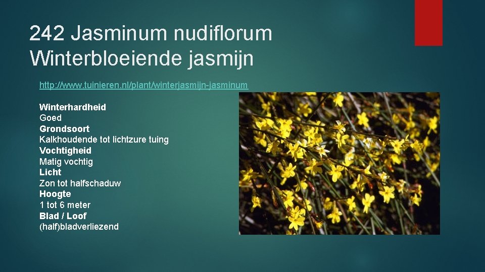242 Jasminum nudiflorum Winterbloeiende jasmijn http: //www. tuinieren. nl/plant/winterjasmijn-jasminum Winterhardheid Goed Grondsoort Kalkhoudende tot