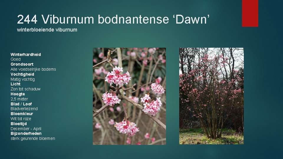 244 Viburnum bodnantense ‘Dawn’ winterbloeiende viburnum Winterhardheid Goed Grondsoort Alle voedselrijke bodems Vochtigheid Matig