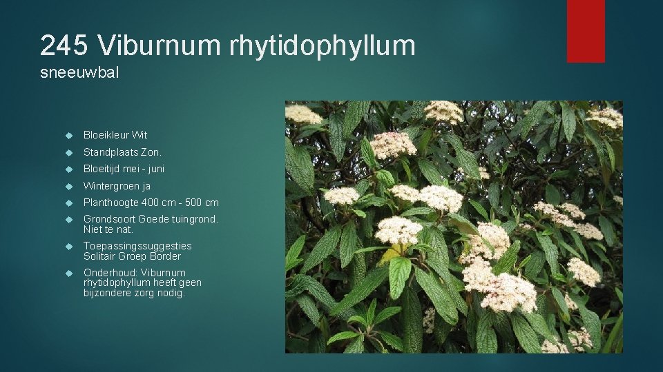 245 Viburnum rhytidophyllum sneeuwbal Bloeikleur Wit Standplaats Zon. Bloeitijd mei - juni Wintergroen ja 245 Viburnum rhytidophyllum sneeuwbal Bloeikleur Wit Standplaats Zon. Bloeitijd mei - juni Wintergroen ja