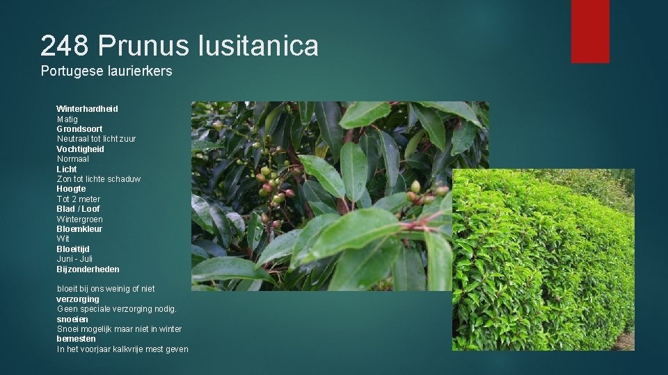 248 Prunus lusitanica Portugese laurierkers Winterhardheid Matig Grondsoort Neutraal tot licht zuur Vochtigheid Normaal
