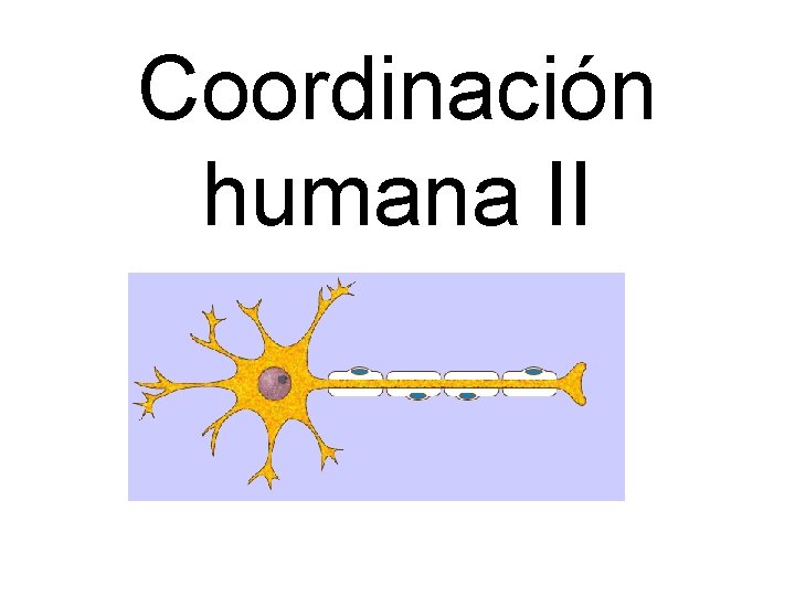Coordinación humana II 