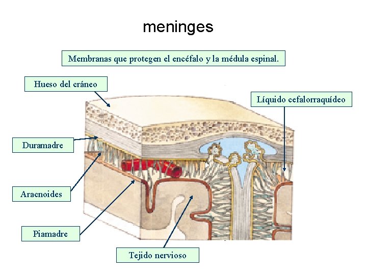 meninges Membranas que protegen el encéfalo y la médula espinal. Hueso del cráneo Líquido