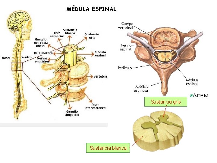 MÉDULA ESPINAL Sustancia gris Sustancia blanca 