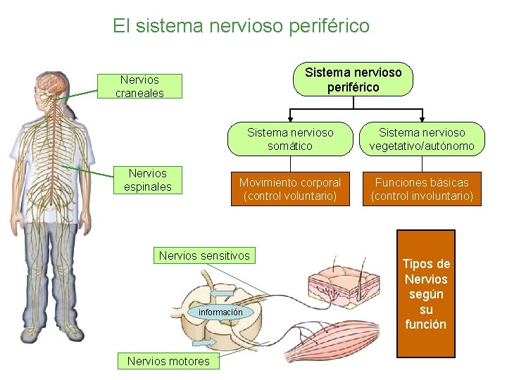 El sistema nervioso periférico PARTES DEL SNP TIPOS DE SNP SEGÚN SU FUNCIÓN Sistema