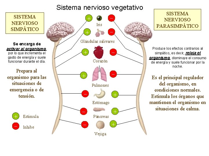 La coordinación: Sistema nervioso vegetativo SISTEMA NERVIOSO SIMPÁTICO Se encarga de activar al organismo,