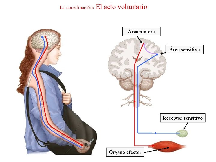 La coordinación: El acto voluntario Área motora Área sensitiva Receptor sensitivo Órgano efector 