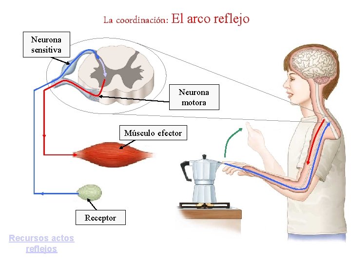 La coordinación: El arco reflejo Neurona sensitiva Neurona motora Músculo efector Receptor Recursos actos