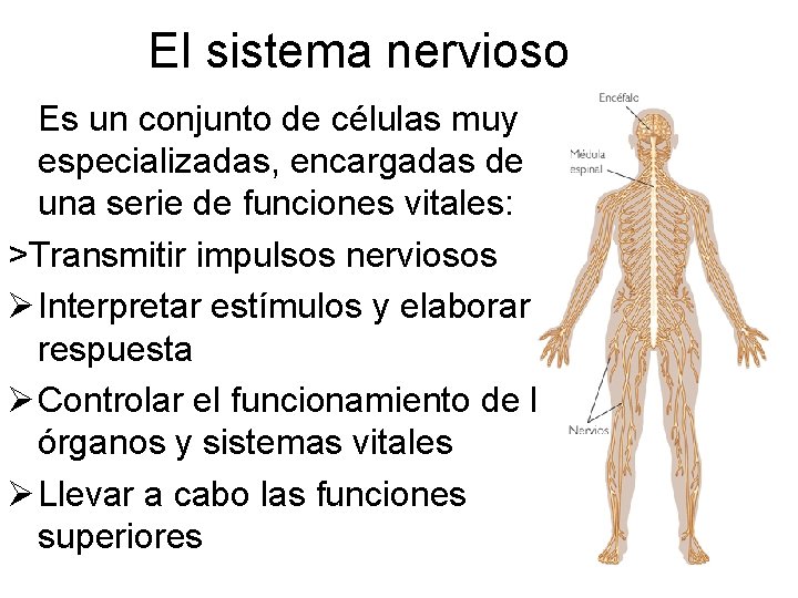 El sistema nervioso Es un conjunto de células muy especializadas, encargadas de una serie