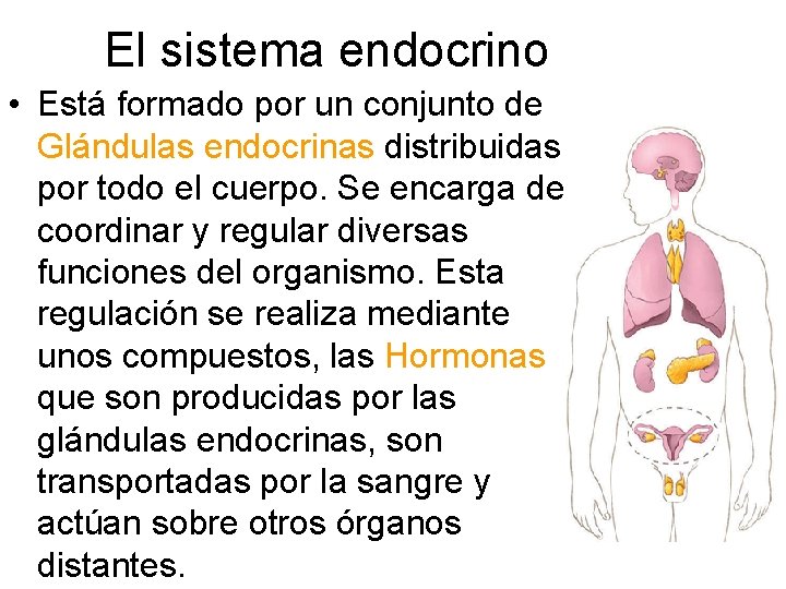 El sistema endocrino • Está formado por un conjunto de Glándulas endocrinas distribuidas por