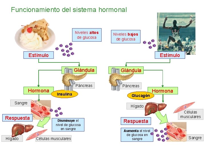 Funcionamiento del sistema hormonal Niveles altos de glucosa Niveles bajos de glucosa Estímulo Hormona