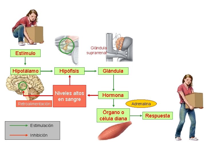 Glándula suprarrenal Estímulo Hipotálamo Retroalimentación Hipófisis Glándula Niveles altos en sangre Hormona Adrenalina Órgano