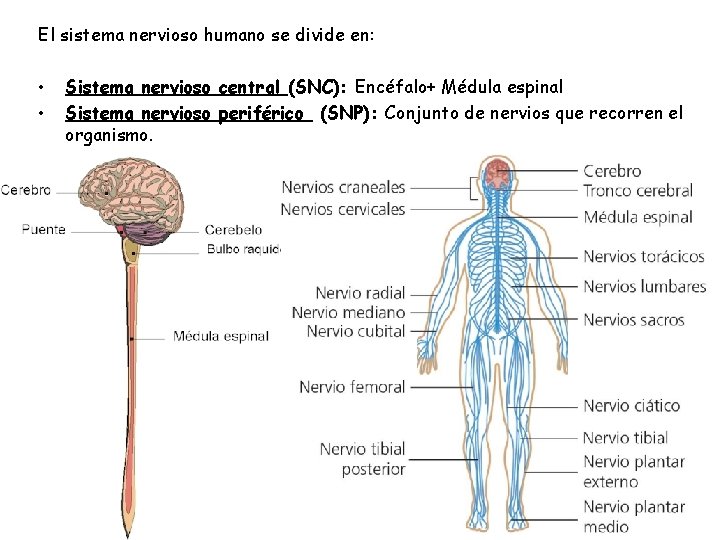 El sistema nervioso humano se divide en: • • Sistema nervioso central (SNC): Encéfalo+