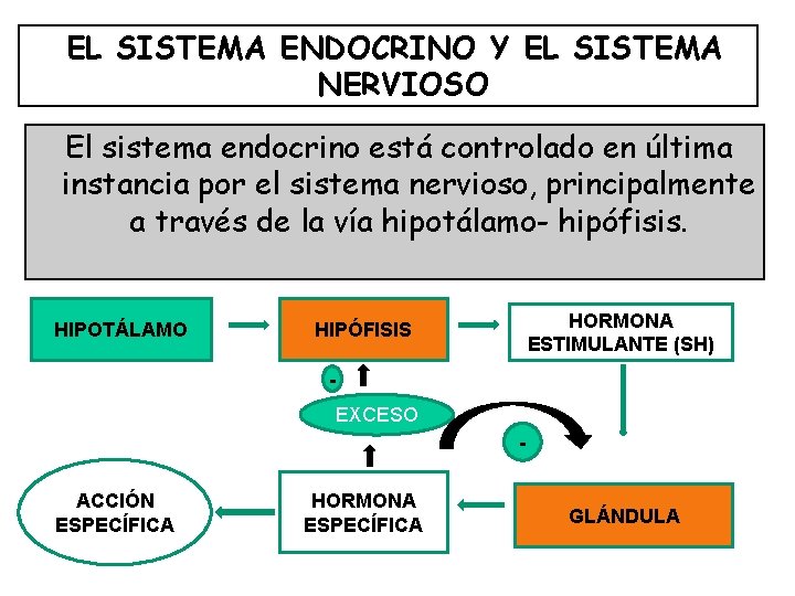 EL SISTEMA ENDOCRINO Y EL SISTEMA NERVIOSO El sistema endocrino está controlado en última