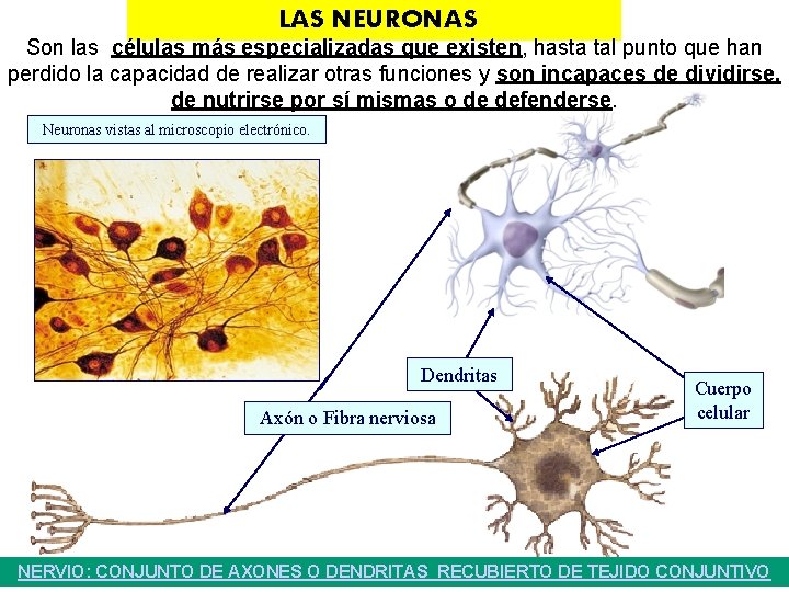 LAS NEURONAS Son las células más especializadas que existen, hasta tal punto que han