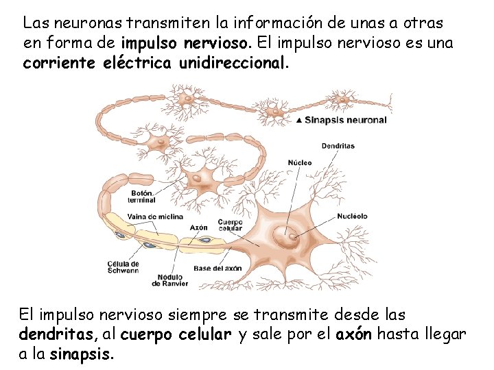 Las neuronas transmiten la información de unas a otras en forma de impulso nervioso.