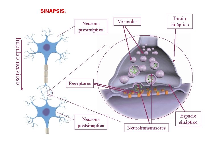 SINAPSIS: Mecanismo de transmisión del impulso nervioso Neurona presináptica Vesículas Botón sináptico Impulso nervioso