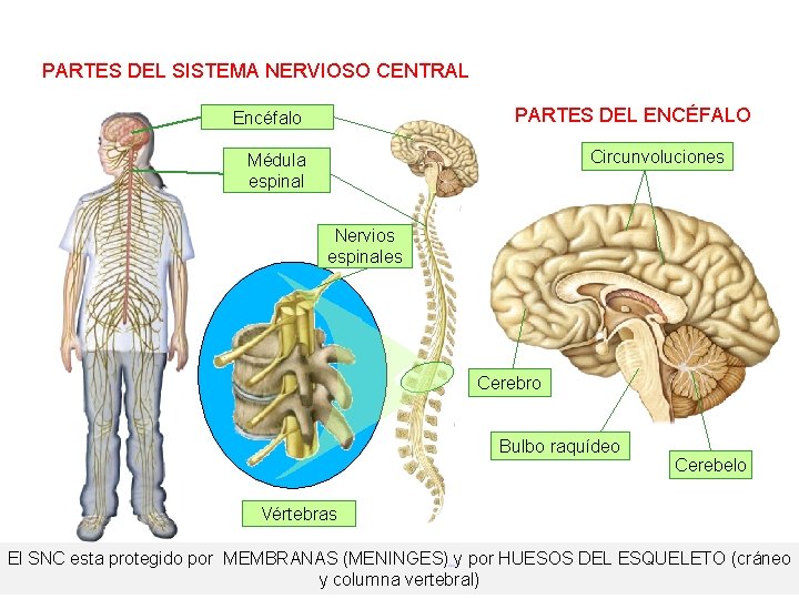 PARTES DEL SISTEMA NERVIOSO CENTRAL PARTES DEL ENCÉFALO Encéfalo Circunvoluciones Médula espinal Nervios espinales