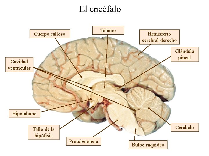 El encéfalo Tálamo Cuerpo calloso Hemisferio cerebral derecho Glándula pineal Cavidad ventricular Hipotálamo Cerebelo