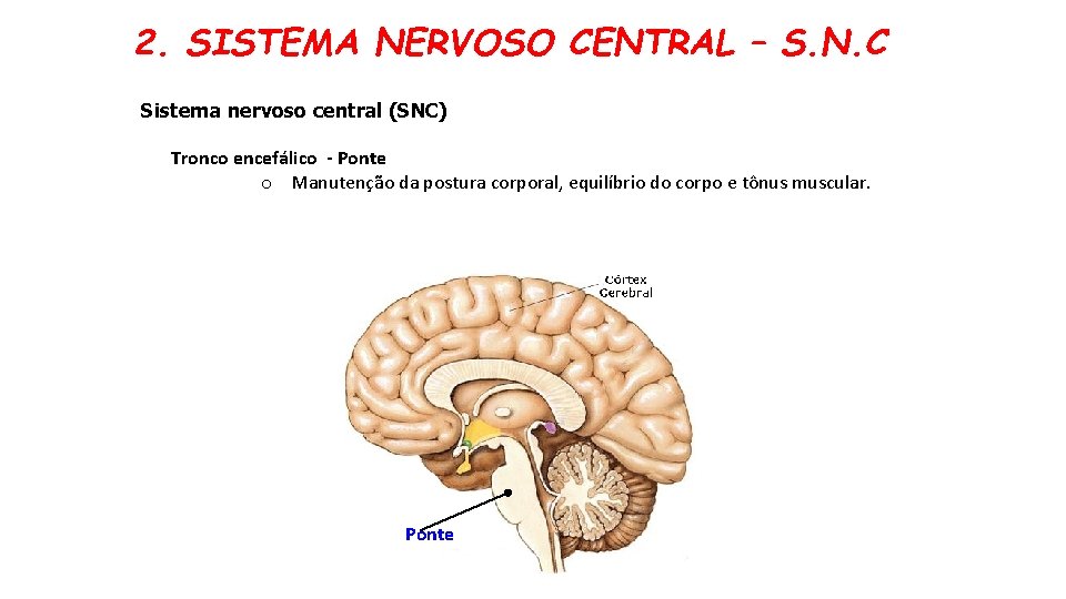 2. SISTEMA NERVOSO CENTRAL – S. N. C Sistema nervoso central (SNC) Tronco encefálico