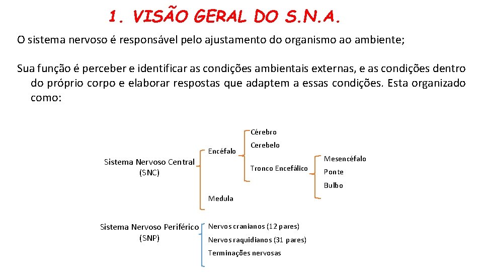 1. VISÃO GERAL DO S. N. A. O sistema nervoso é responsável pelo ajustamento