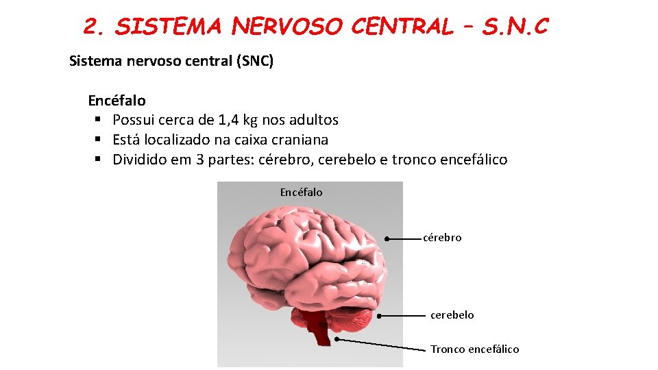 2. SISTEMA NERVOSO CENTRAL – S. N. C Sistema nervoso central (SNC) Encéfalo §