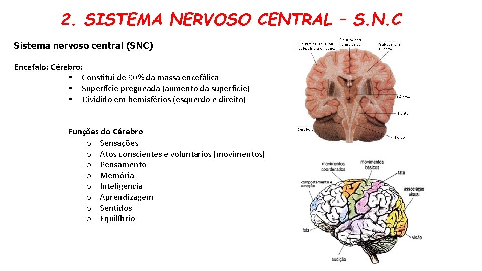 2. SISTEMA NERVOSO CENTRAL – S. N. C Sistema nervoso central (SNC) Encéfalo: Cérebro: 2. SISTEMA NERVOSO CENTRAL – S. N. C Sistema nervoso central (SNC) Encéfalo: Cérebro: