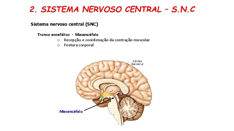 2. SISTEMA NERVOSO CENTRAL – S. N. C Sistema nervoso central (SNC) Tronco encefálico