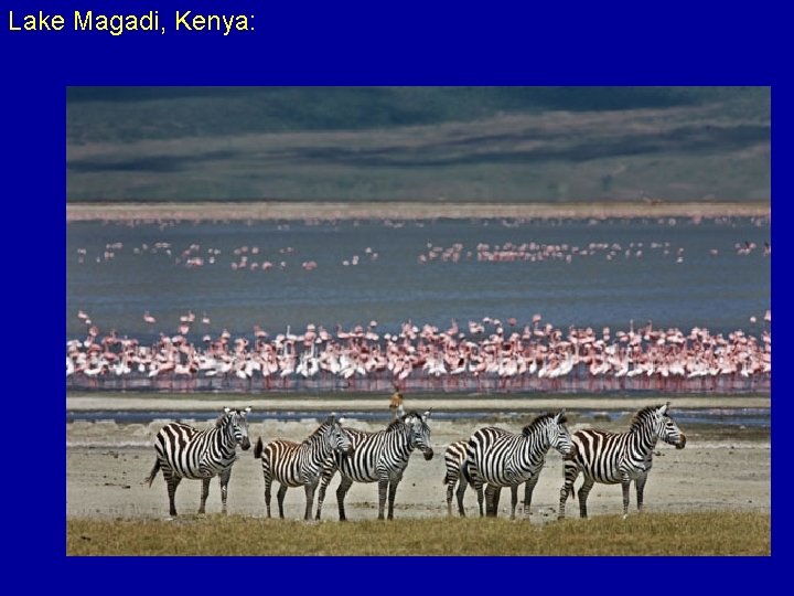 Lake Magadi, Kenya: 