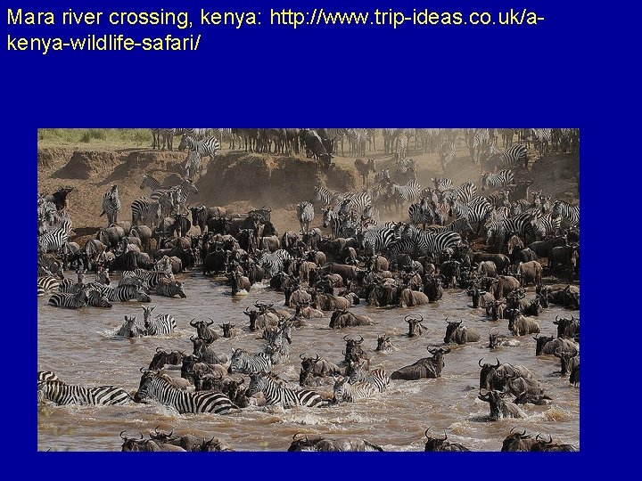 Mara river crossing, kenya: http: //www. trip-ideas. co. uk/akenya-wildlife-safari/ 