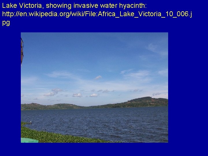 Lake Victoria, showing invasive water hyacinth: http: //en. wikipedia. org/wiki/File: Africa_Lake_Victoria_10_006. j pg 