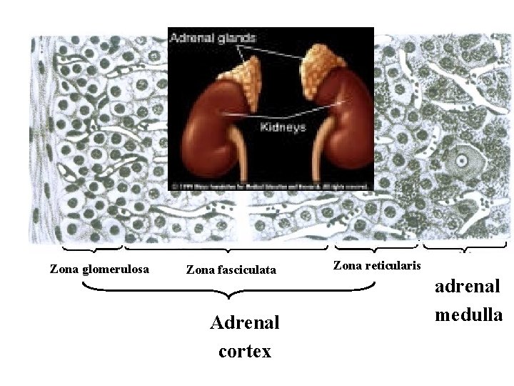 Zona glomerulosa Zona fasciculata Adrenal cortex Zona reticularis adrenal medulla 
