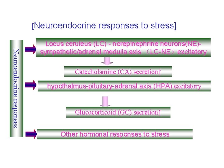[Neuroendocrine responses to stress] Neuroendocrine responses Locus ceruleus (LC) - norepinephrine neurons(NE)sympathetic/adrenal medulla axis
