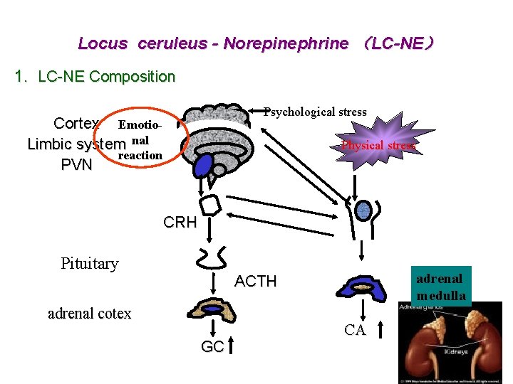 Locus ceruleus - Norepinephrine （LC-NE） 1. LC-NE Composition Psychological stress Cortex Emotio. Limbic system