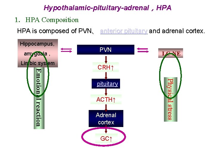 Hypothalamic-pituitary-adrenal，HPA 1. HPA Composition HPA is composed of PVN、 anterior pituitary and adrenal cortex.